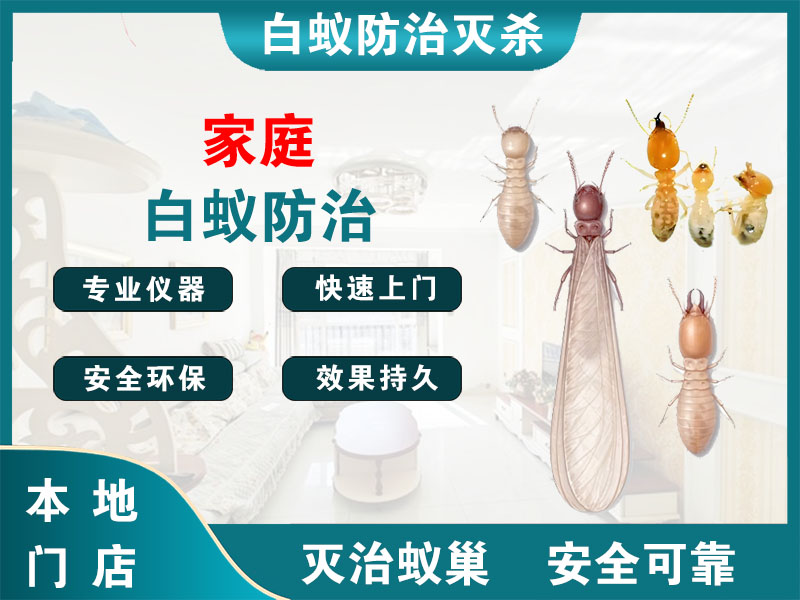 浦东新区家庭白蚁防治